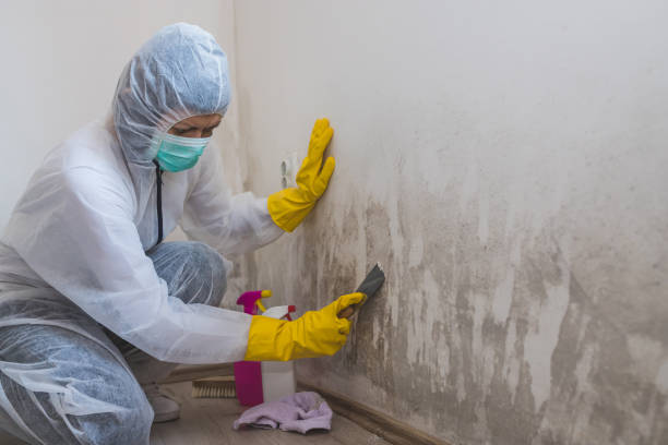Office Mold Removal Services in Dawsonville, GA