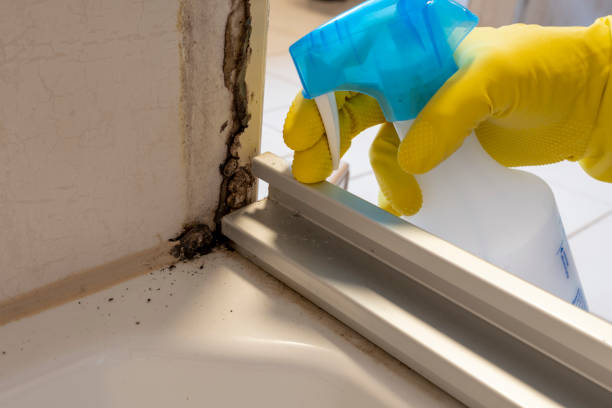 Best Local Mold Removal Service  in Dawsonville, GA