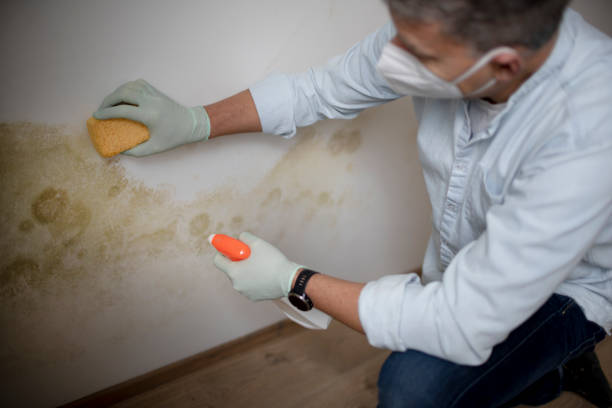 Best Crawl Space Mold Removal  in Dawsonville, GA