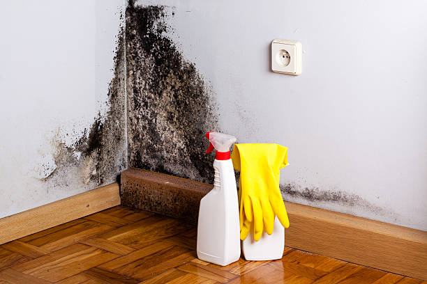 Best Mold Testing  in Dawsonville, GA