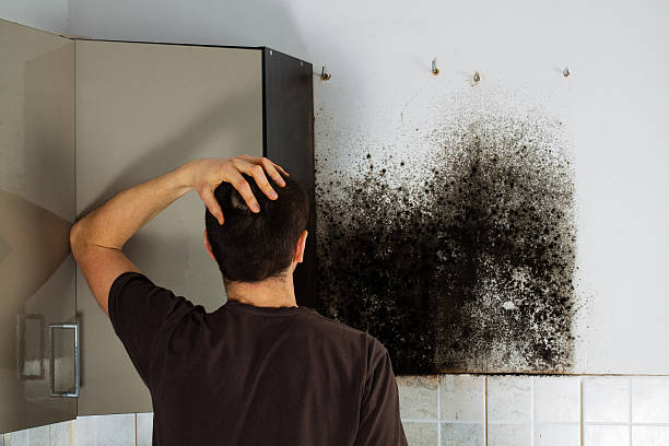 Best Mold Removal Specialists  in Dawsonville, GA