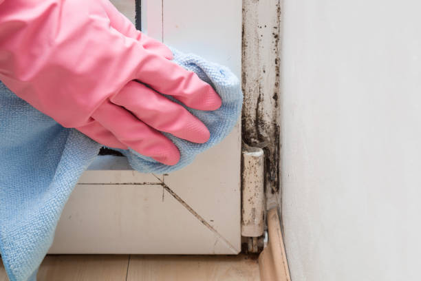 Best Professional Mold Removal  in Dawsonville, GA